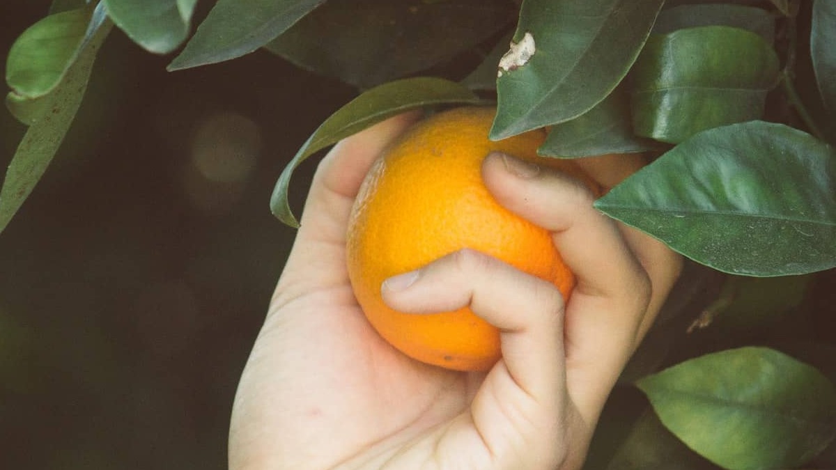 Los fondos de inversión de rentas periódicas