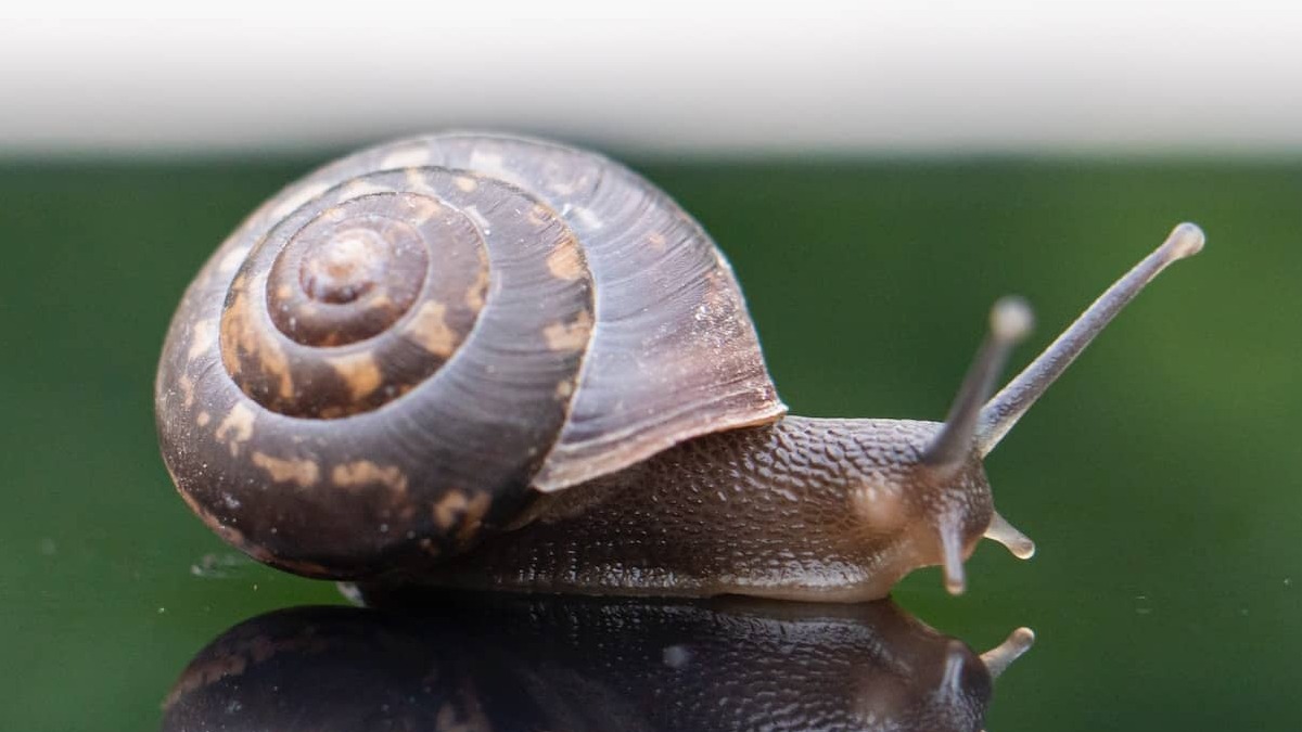 Slowbalization: ¿Qué es y qué significa para la economía global?