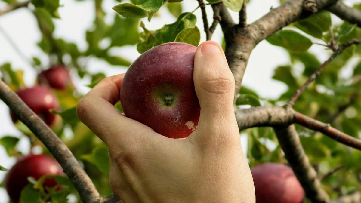 Los fondos de inversión de reparto