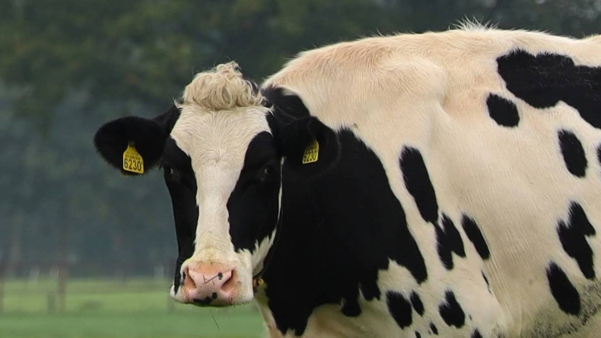 Inversión en dividendos: ¿Dividend Kings o vacas lecheras?